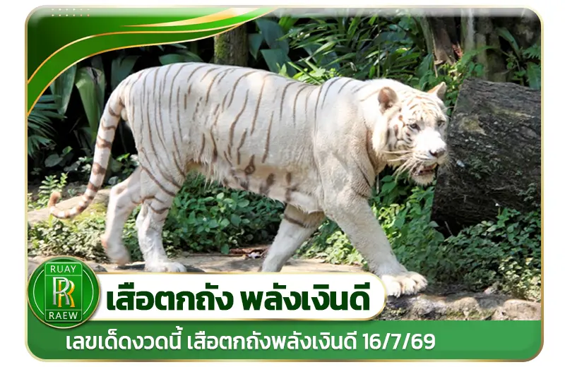 เสือตกถังพลังเงินดี 16/7/69